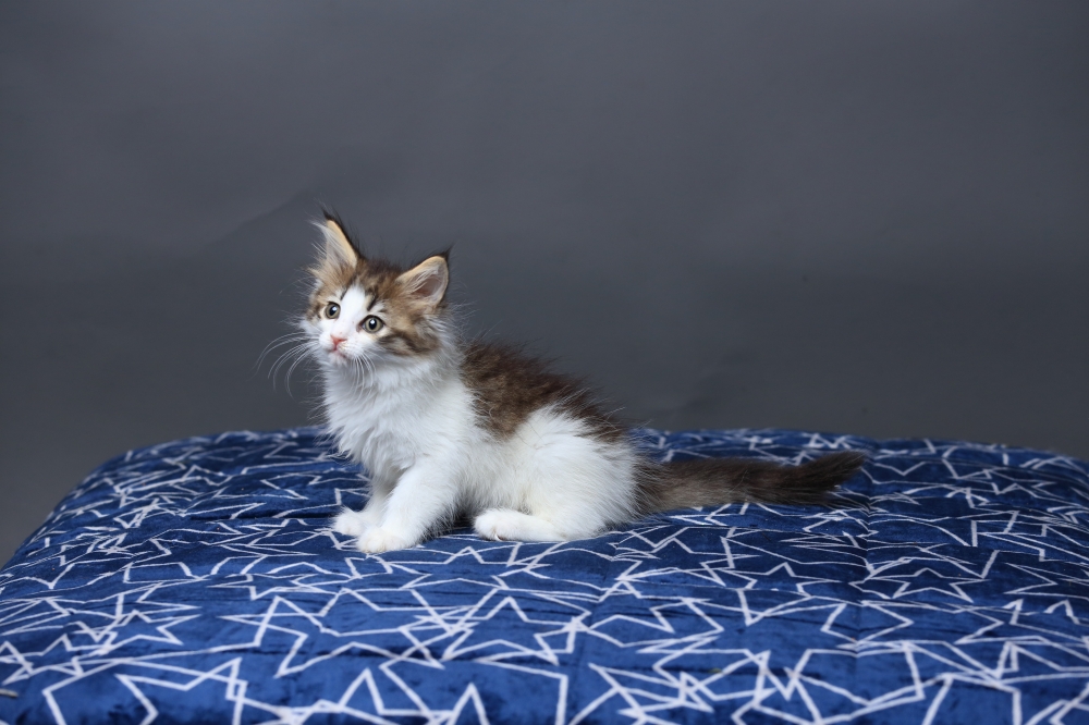 挪威森林貓 《許俊宰