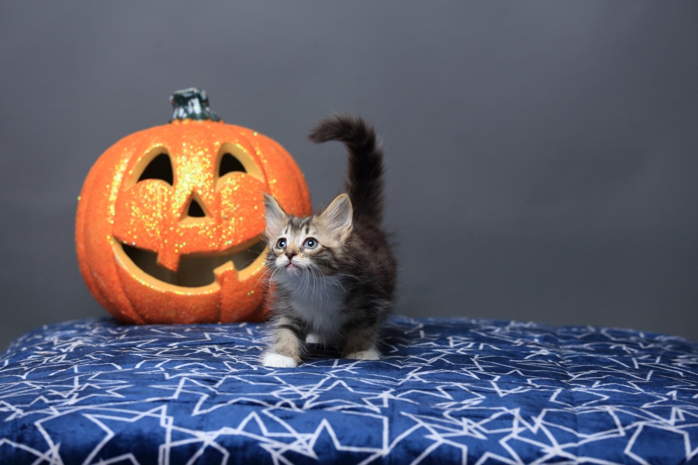 挪威森林貓男生 《具