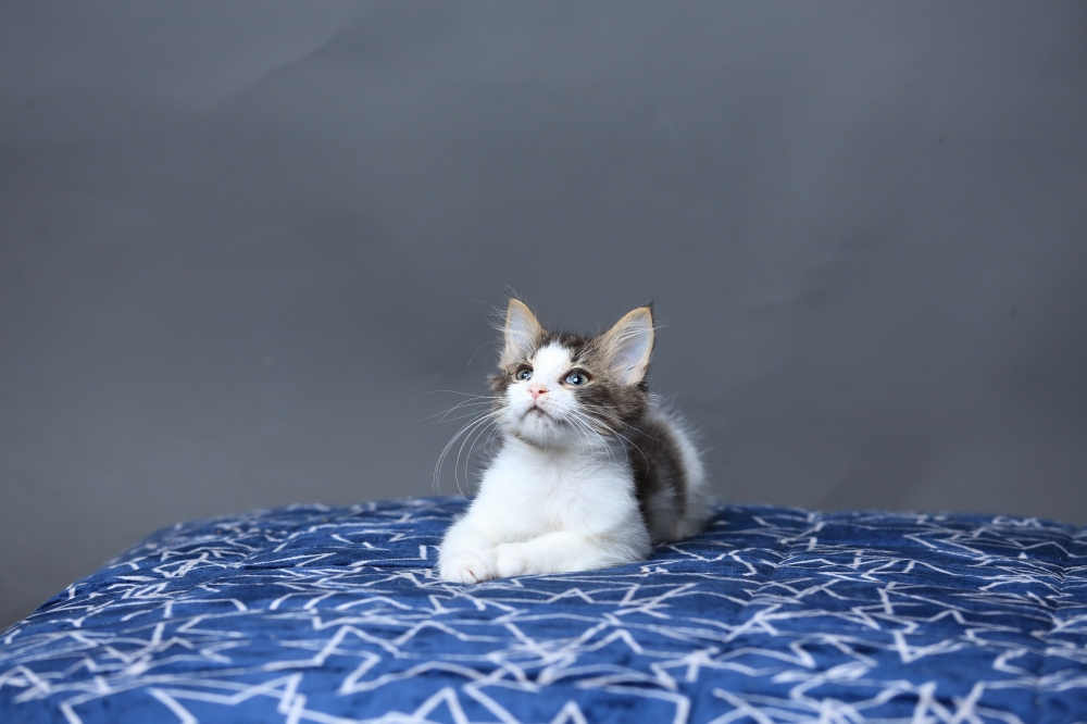 挪威森林貓 女生 《