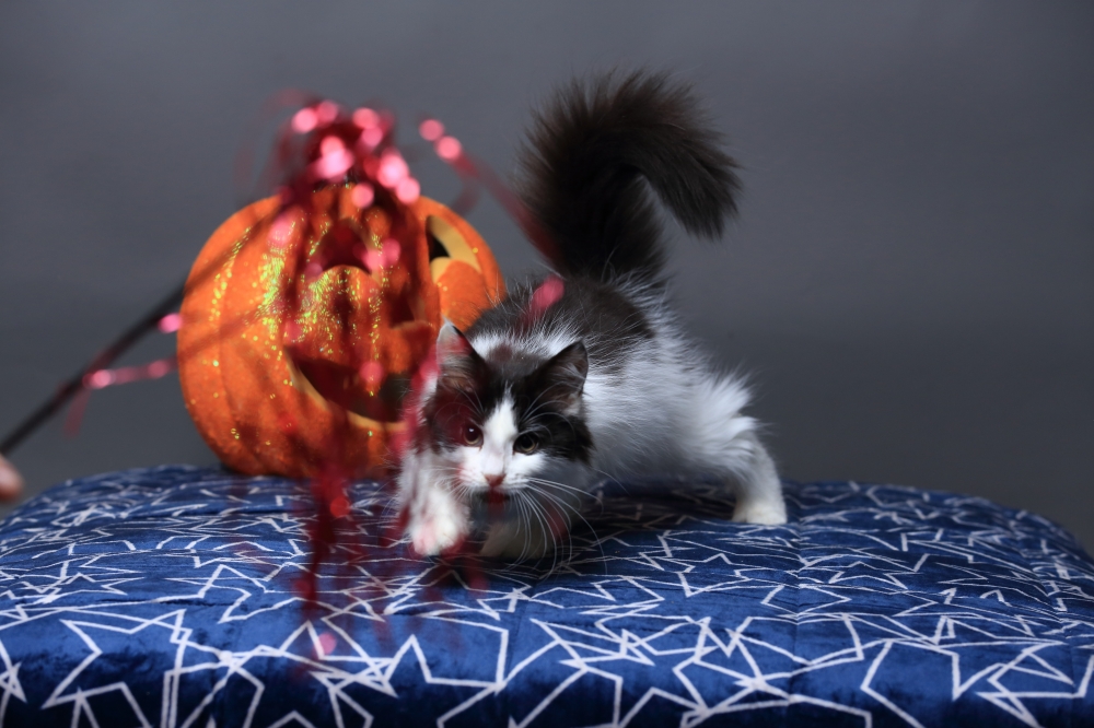 挪威森林貓 具東魅