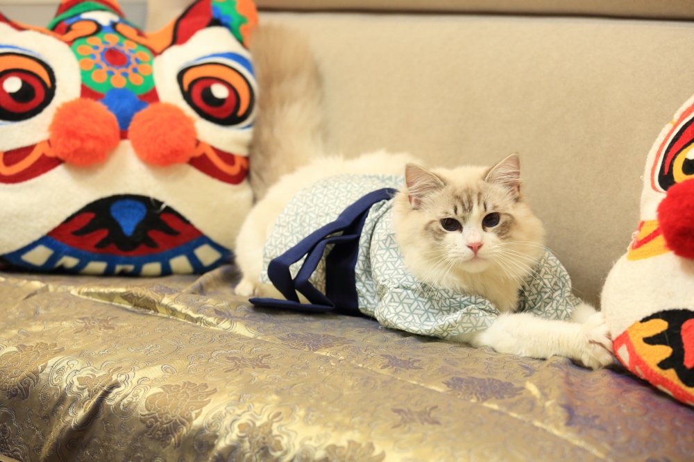 海豹雙色山貓布偶弟弟 《烏龍拿鐵》《Oolong Latte》