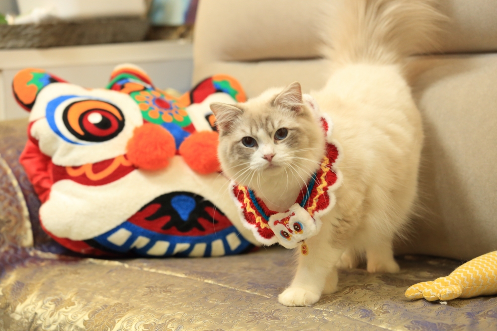 小隊長 & 藍雙山貓布偶弟弟