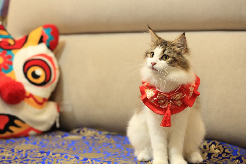 挪威森林貓 《許俊宰》 女生