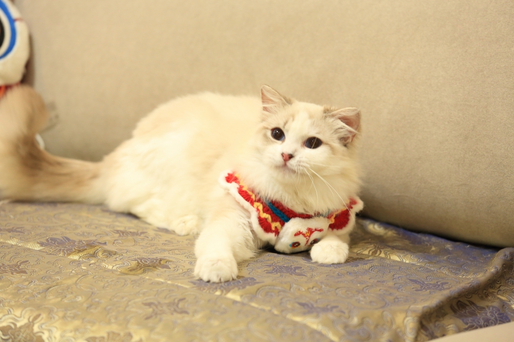 布偶貓 《尼莫》