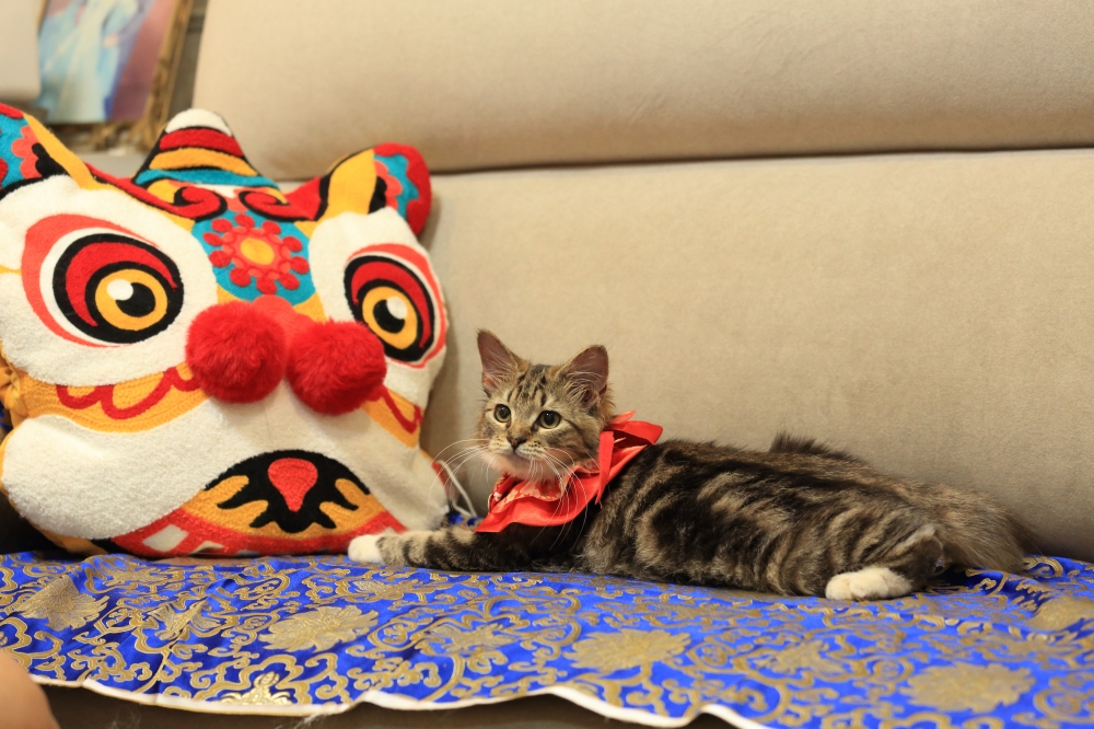 挪威森林貓女生 《具燦星》