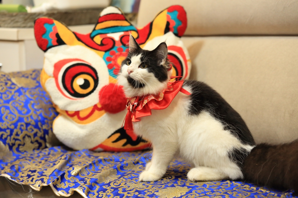 挪威森林貓 具東魅