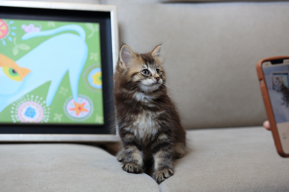 挪威森林貓  《初四》