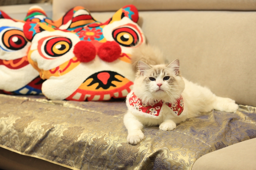 海豹雙色山貓布偶弟弟 《烏龍拿鐵》《Oolong Latte》