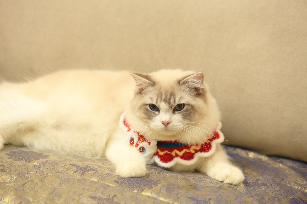 小隊長 & 藍雙山貓布偶弟弟