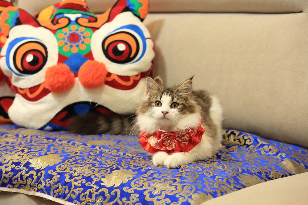 挪威森林貓 《許俊宰》 女生