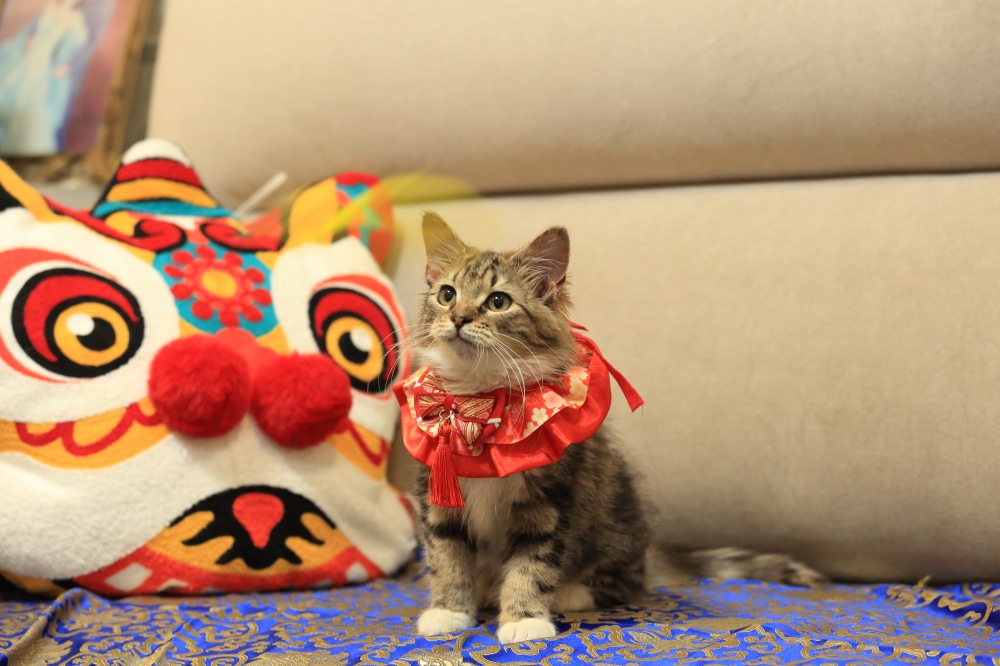 挪威森林貓女生 《具燦星》