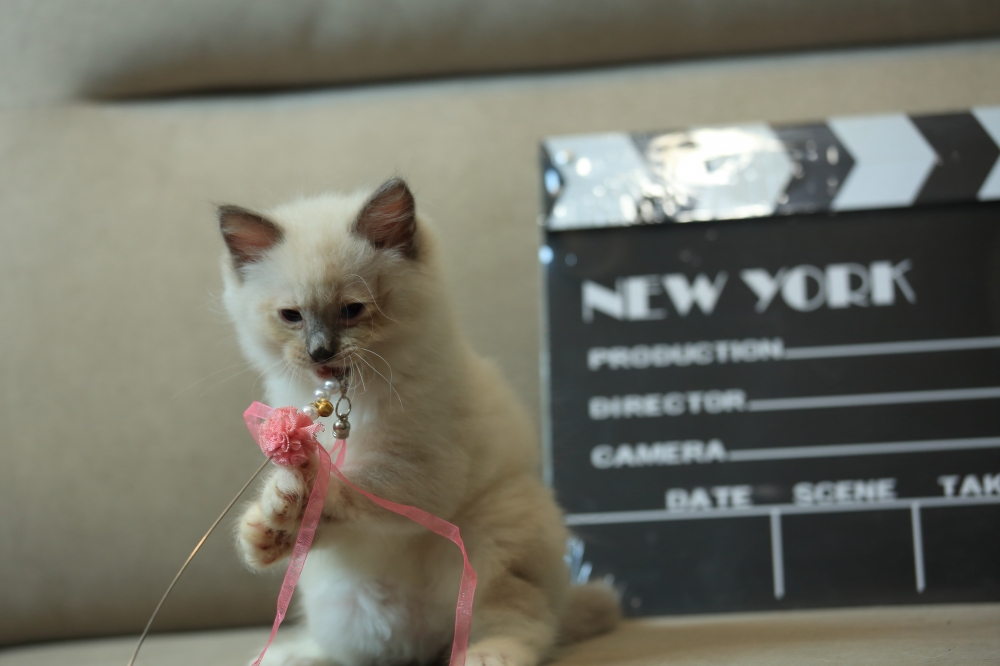 布偶貓  弟弟《動感超人》