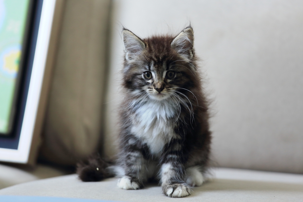 黑棕虎斑特調&挪威森林&小男森 《初一》