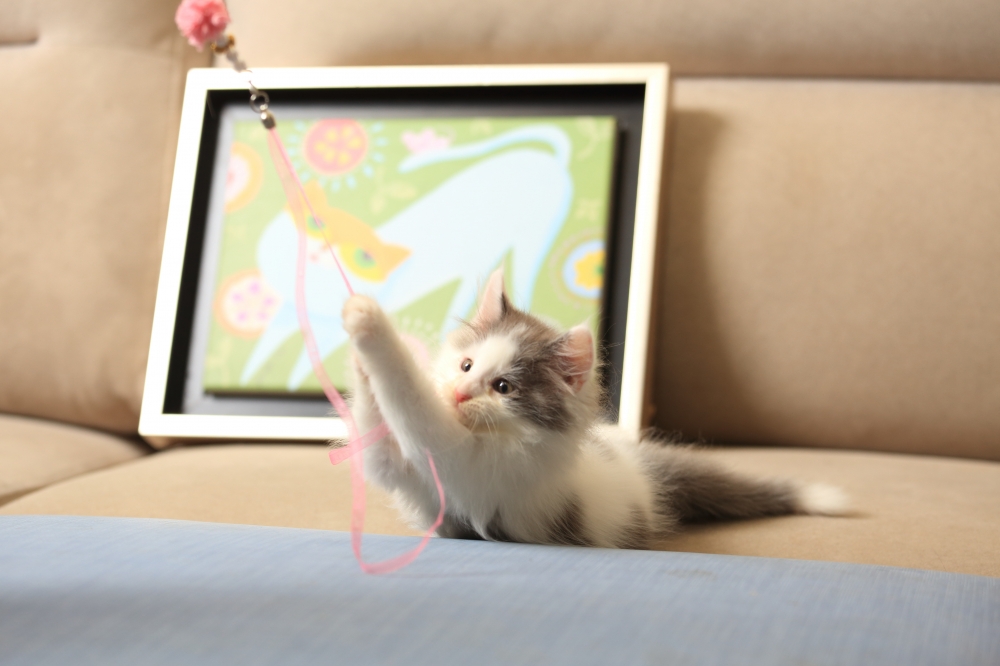 挪威森林貓 《初三》