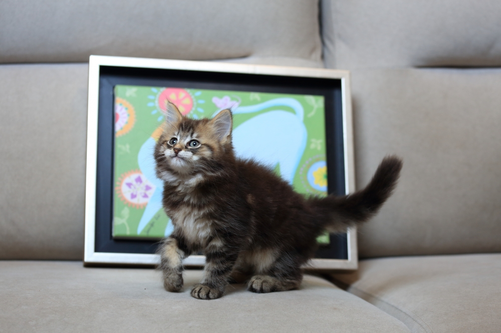 挪威森林貓  《初四》