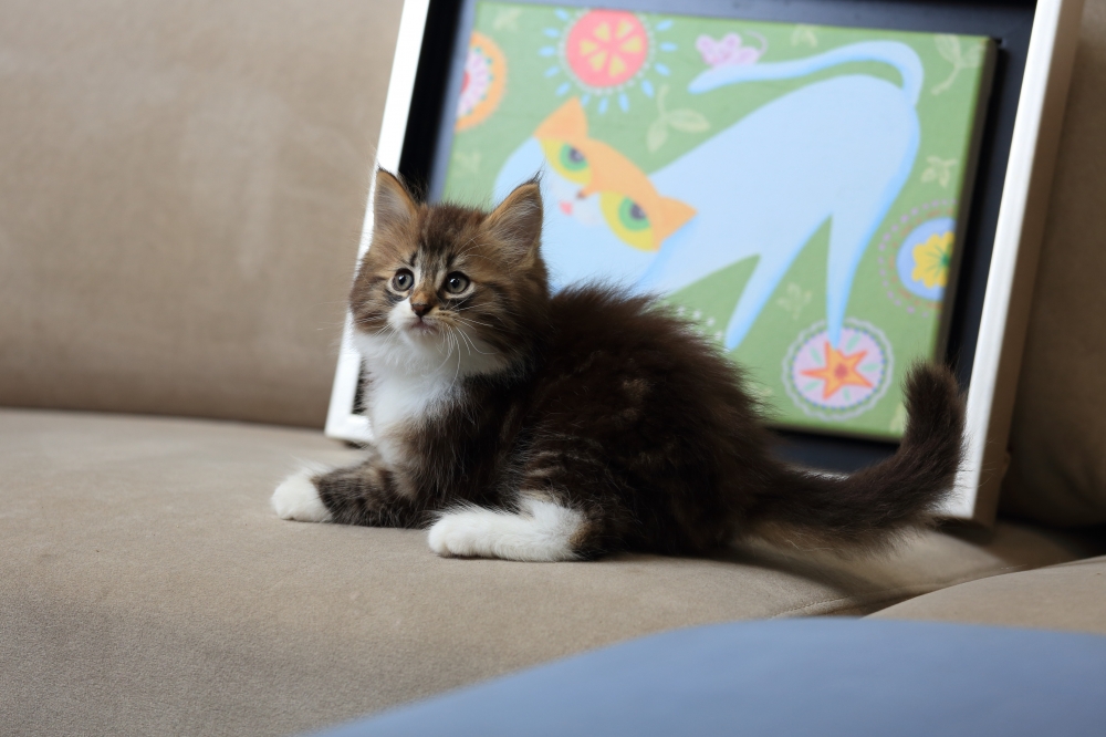 挪威森林貓《初五》