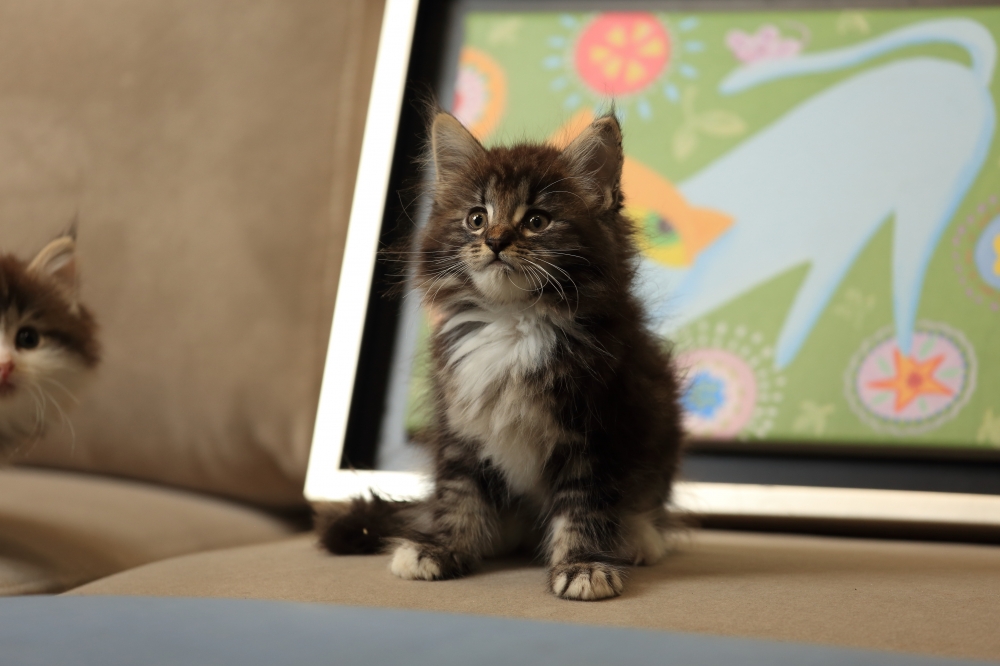 黑棕虎斑特調&挪威森林&小男森 《初一》