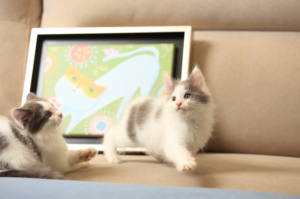 挪威森林貓 《初三》