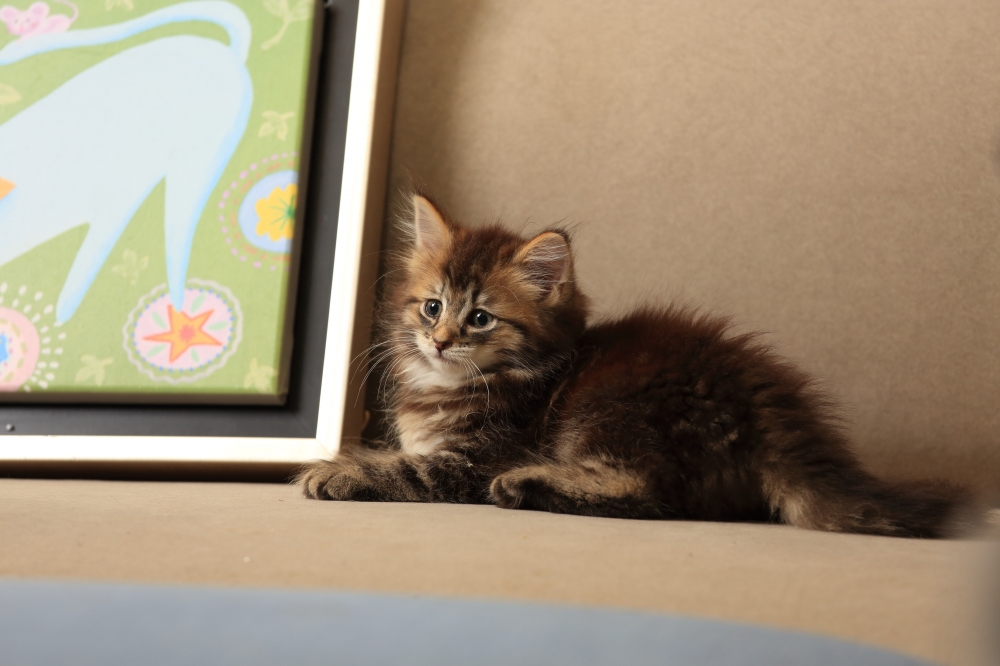 挪威森林貓  《初四》