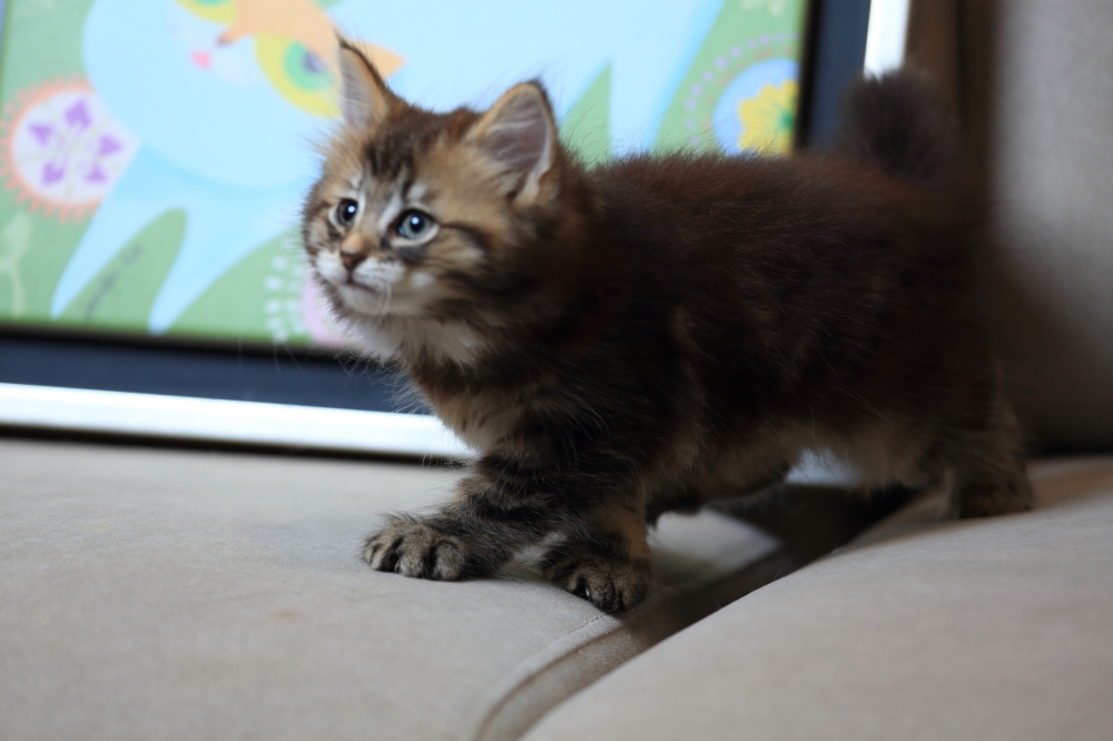 挪威森林貓  《初四》