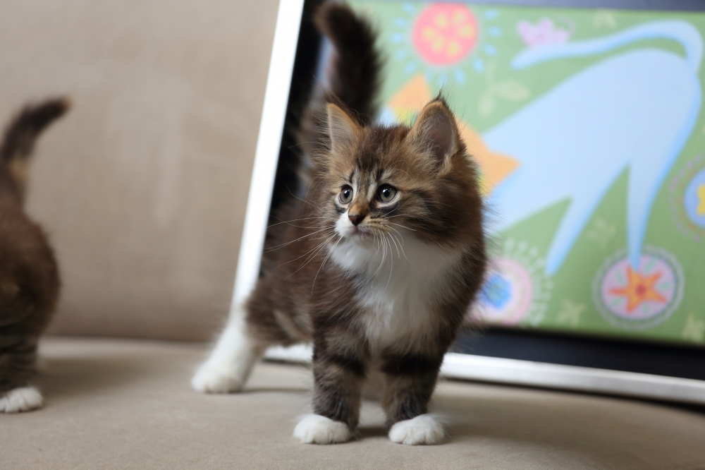 挪威森林貓《初五》