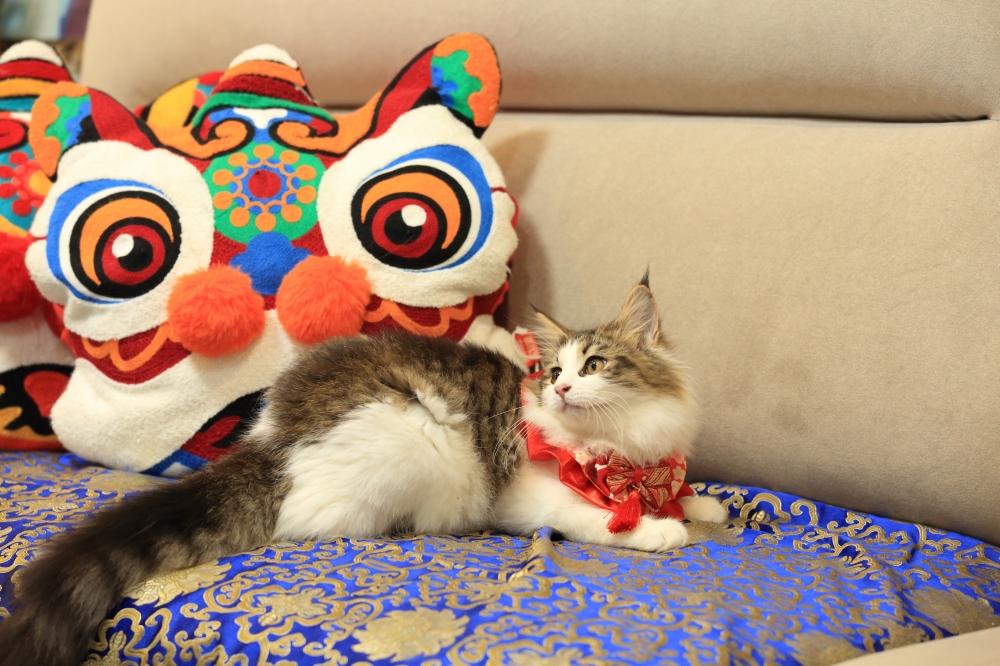 挪威森林貓 《許俊宰》 女生