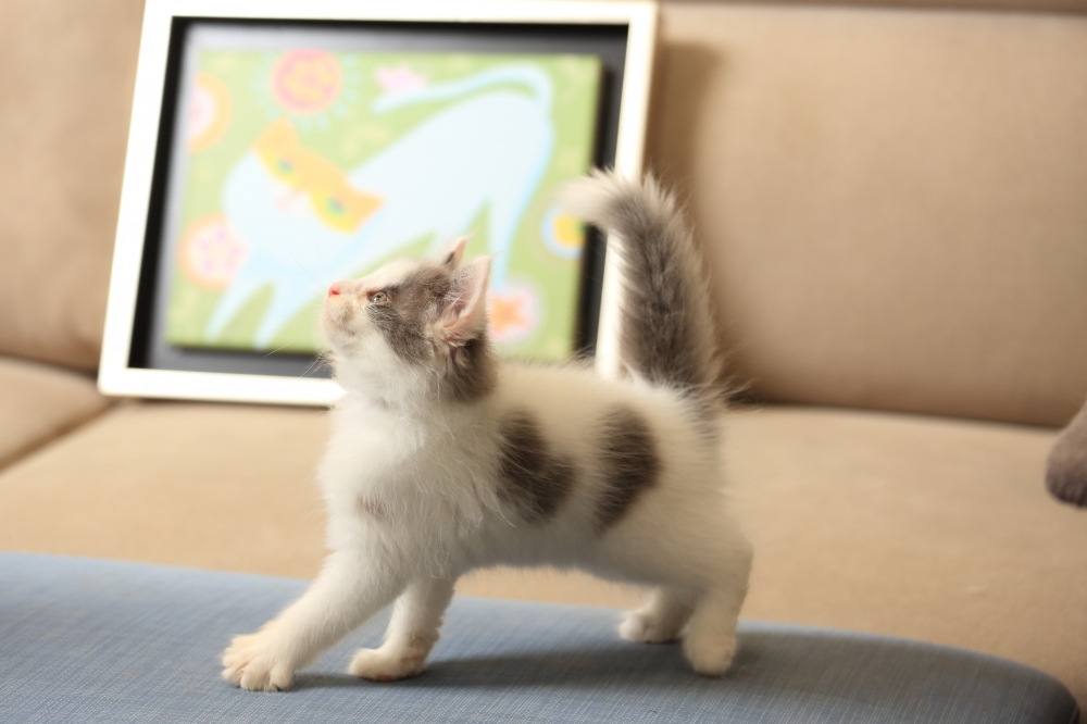 挪威森林貓 《初三》