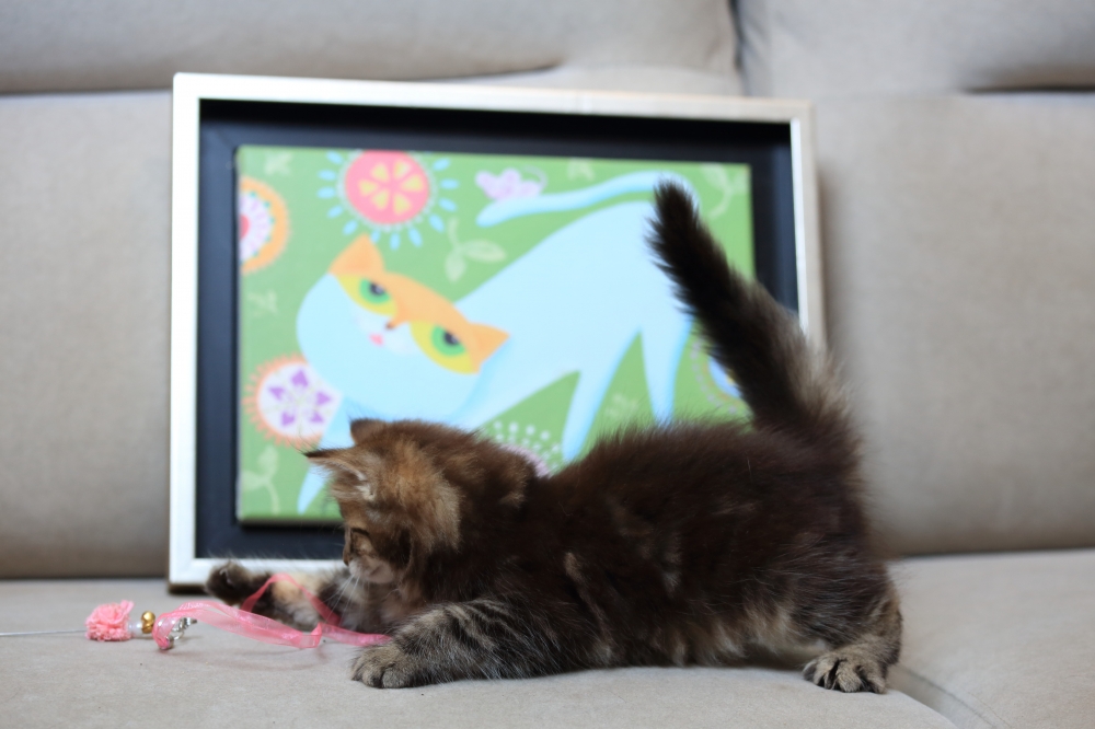 挪威森林貓  《初四》