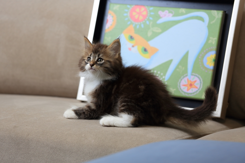 挪威森林貓《初五》